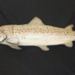 brown-trout-4-3